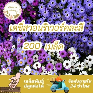 เมล็ดพันธุ์ เดซี่สวอนริเวอร์คละสี 30 เมล็ด Mixed Swan river Daisy เมล็ดพันธุ์แท้100% นำเข้าจากต่างประเทศ