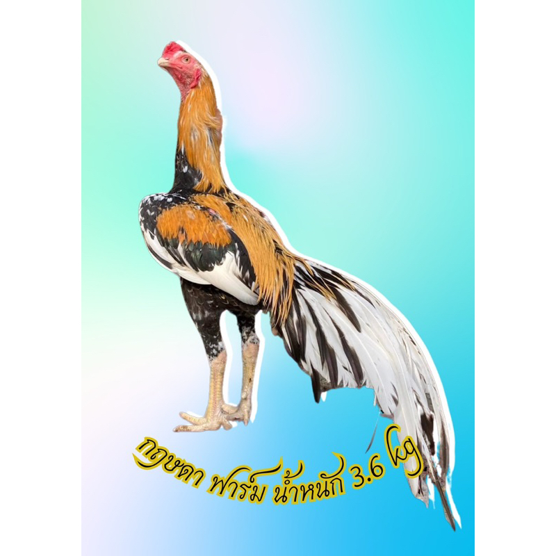 ไข่เชื้อไก่เหลืองหางขาว สายสวยงามและประกวด ใบละ 120
