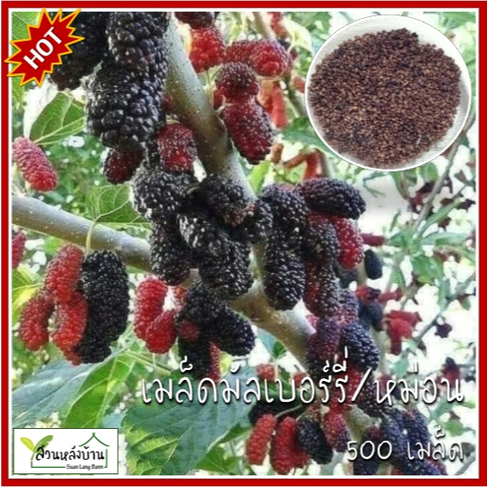 500 เมล็ด มัลเบอร์รี่ เมล็ดมัลเบอร์เบอรี่ หม่อน เมล็ดหม่อน