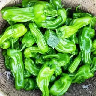 100 เมล็ด เมล็ดพันธุ์พริกหยวกญี่ปุ่น เมล็ดพริกหยวก เมล็ดพริกเปลือกบาง งอกง่าย โตไว ผลดกมาก
