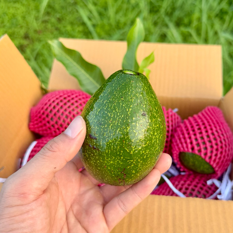 อโวคาโด้ {กล่อง 1 กิโลกรัม} เก็บสดใหม่จากบนดอย จังหวัดเชียงใหม่ พันธุ์ซับ พื้นเมือง ปีเตอรสัน บัคคาเนีย คัดคุณภาพอย่างดี - รูปที่ 5