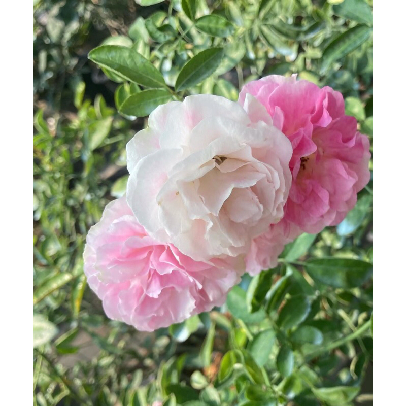 กุหลาบเลื้อย-พิงค์ซัมเมอร์สโนว์ Pink Summer Snow  สีขาว-ชมพู หนามน้อย ดอกเป็นพวง ดอกเยอะ ทน เลี้ยงง่าย