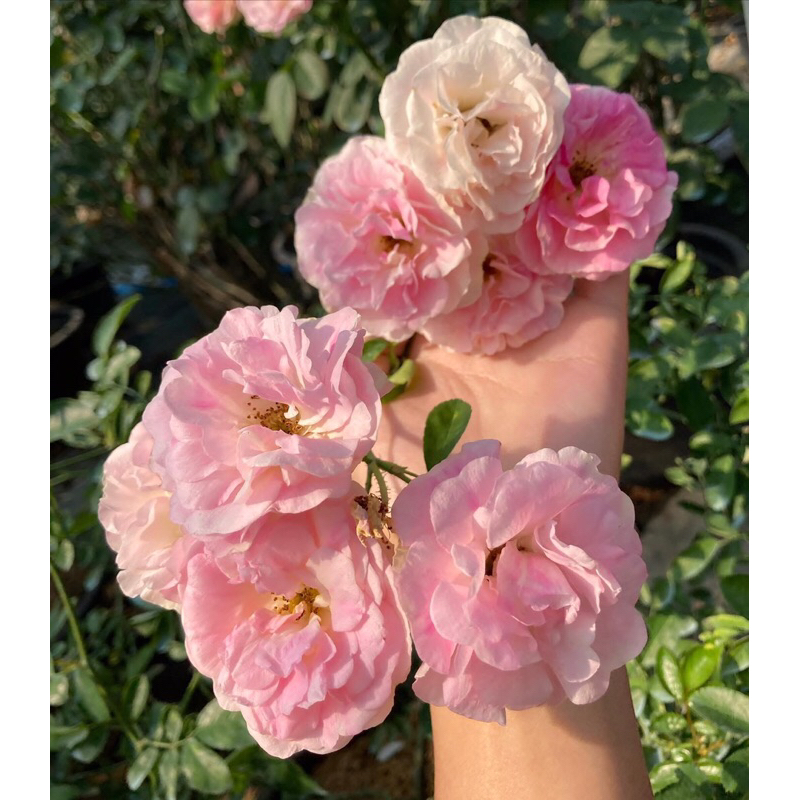 กุหลาบเลื้อย-พิงค์ซัมเมอร์สโนว์ Pink Summer Snow (กระถาง 12 นิ้ว)  สีขาว-สีชมพู หนามน้อย ดอกเยอะ เลี้ยงง่าย - รูปที่ 2