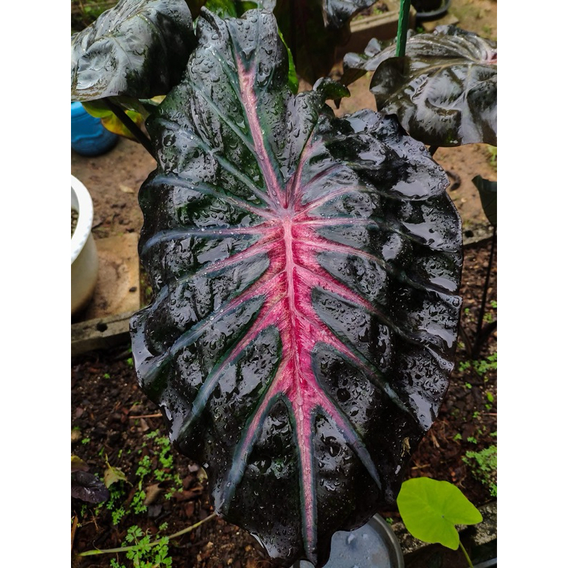 โคโลคาเซีย พิ้งฮอริซอล (Colocasia  Pink Horizon  )ไม้ฟอกอากาศ ไม้มงคล ไม้ประดับ ไม้แต่งสวน ราคาถูกสุดๆ ไม้ด่าง ไม้หายาก
