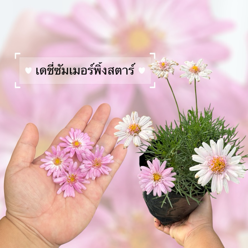 เดชี่ชมพูพิ้งสตาร์//แบบถุงดำ // ดอกไม้กินได้