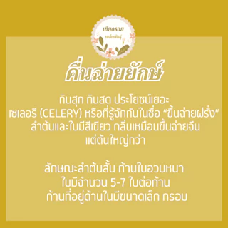 เมล็ดพันธุ์ คื่นฉ่ายยักษ์ คื่นฉ่ายฝรั่ง เซเลอรี่ 150เมล็ด Celery Utah Seedเมล็ดพันธุ์แท้100%นำเข้าจากต่างประเทศ ปลูกผัก