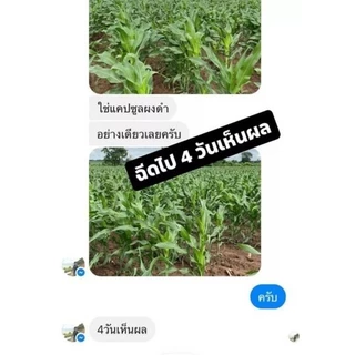💥1แค็ปซูล : ราคา 5.- แบ่งขาย🌿🥬แค็ปซูลนาโนเขียว ราคาส่งจากโรงงาน.-🥬🌿💥🌱ฮอร์โมนพืชทางใบและดิน