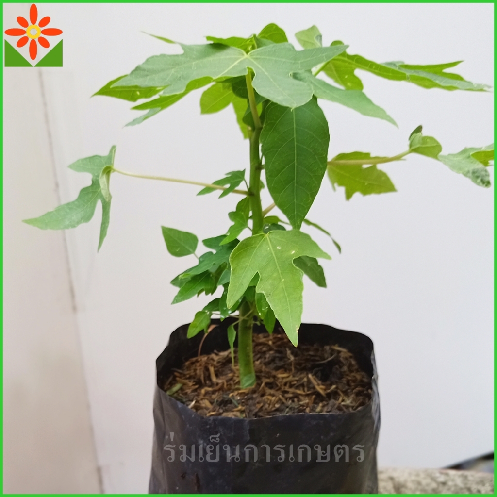 ต้นมะละกอเตี้ยกลางดง ส่งพร้อมถุงเพาะ 5.5นิ้ว. มะละกอเตี้ย มะละกอส้มตำ