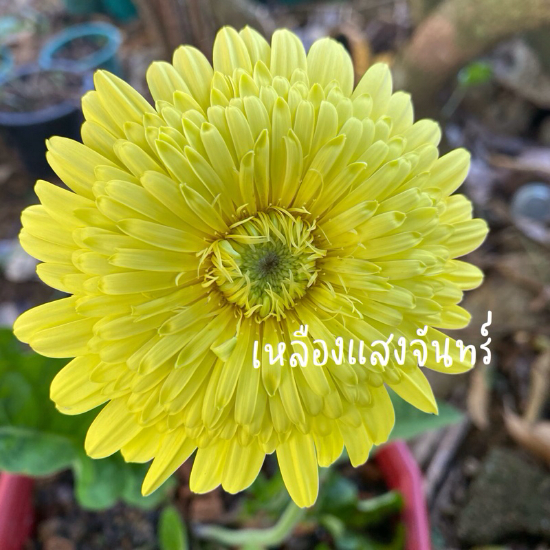 เยอบีร่าพันธุ์ไทยสีเหลือง 6“ ชื่อ #เหลืองแสงจันทร์