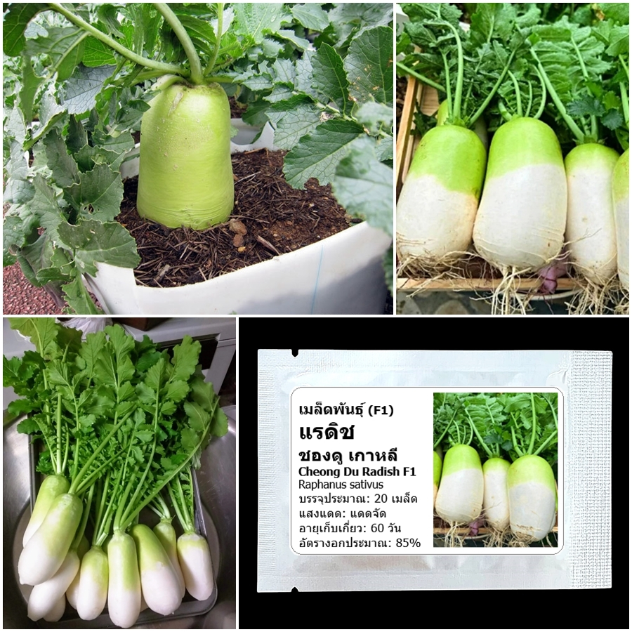 เมล็ดพันธุ์ แรดิช ชองดู เกาหลี Cheong Du Korean Radish F1 Seed 20 เมล็ด คุณภาพดี ของแท้ 100%