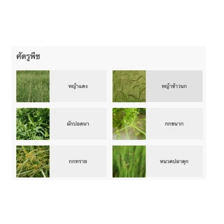 FS กลูโฟซิเนต-แอมโมเนียม ขนาด 4 ลิตร กระติกเหลือง ใช้ได้ทั้งวัชพืชใบแคบ ใบกว้าง กลูโฟซิเนต
