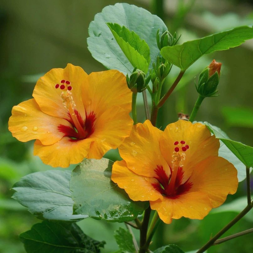 ชบาญี่ปุ่นสีเหลืองส้ม ดอกเล็กตะมุตะมิ ดอกเยอะเต็มต้น Hibiscus Petite Orange
