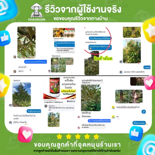 แก้ยางตายนึ่ง ราเส้นดำ เปลือกเน่า รากเน่า โคนเน่า! หยุดโรคร้ายในต้นยาง ครบ จบ ในขวดเดียว! KARE-X2 แคร์เอ็กซ์ทู