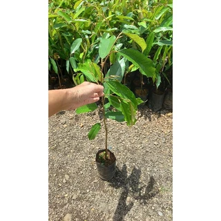 ต้นทุเรียนหมอนทองโล๊ะแปลง🌱จัดชุด 1ชุด 3 ต้น