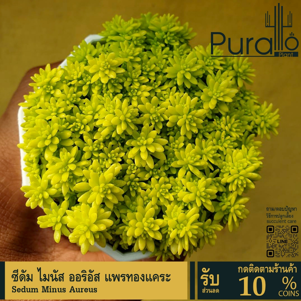 ต้นไม้อวบน้ำ กุหลาบหิน แพรทองแคระ Sedum Minus Aureus  ต้นเศรษฐีแพรทอง #succulent #เมล็ดพันธุ์พืช