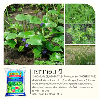 แซทเทอน-ดี 15กิโลกรัม (2,4-ดี ไอโซบิวทิล เอสเทอร์ + ไทโอเบนคาร์บ) กำจัดวัชพืชประเภทใบแคบ เช่น ข้าววัชพืช หญ้าข้าวนก
