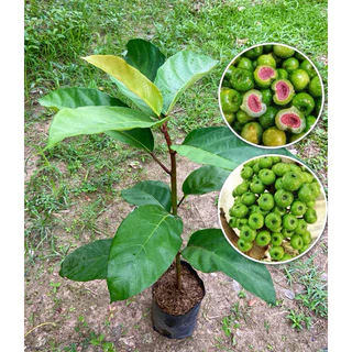ต้นมะเดื่อฉิ่ง ลูกฉิ่ง ผลดกมาก กรอบอร่อย (สูง 40-60cm) รากแน่น พร้อมปลูก