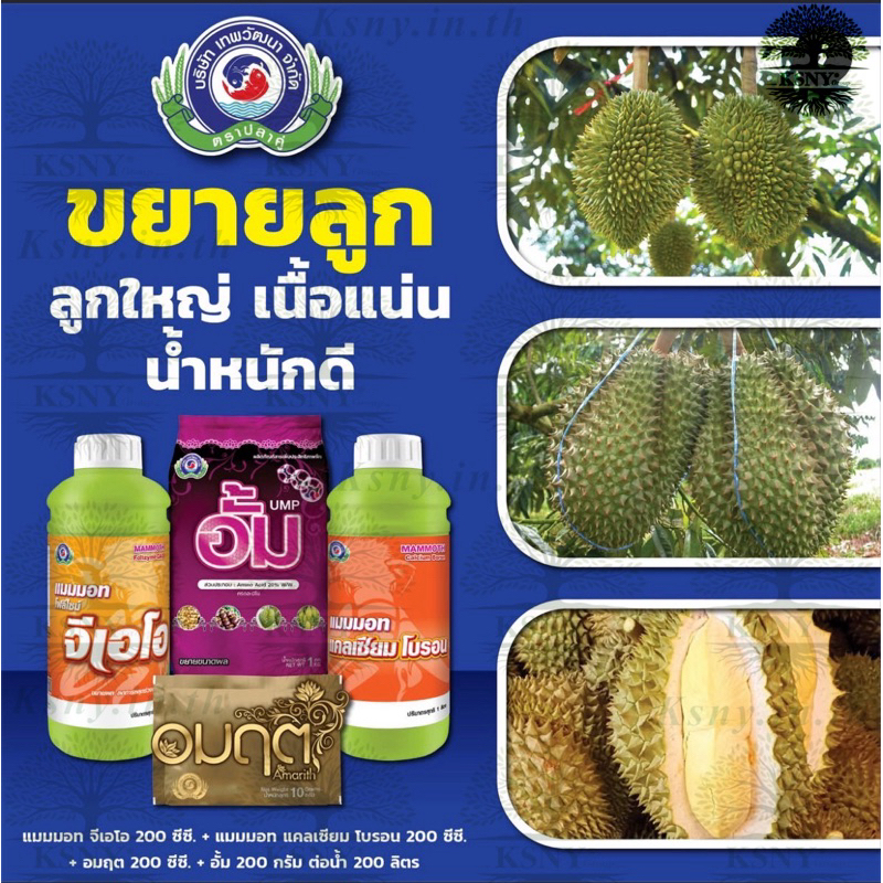 ขยายผลทุเรียน ให้โตไว(มม.จีเอโอ+มม.แคล-โบ+อมฤต+อั้ม) ฉีดพ่นที่ลูกได้ ไร้คราบติดเปลือก