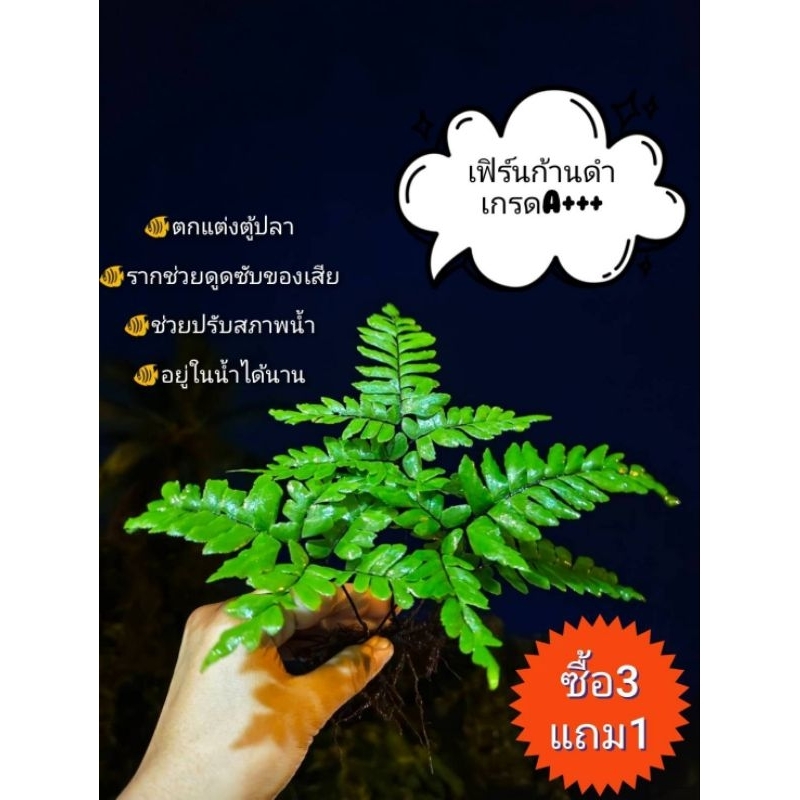 👉เฟินถูก😘เฟิร์นก้านดำ🌿คัดเกรดA+1ชุดมี 12ก้าน 🌿เก็บใหม่สดๆทุกชุด💥ซื้อ3แถม1 💥แถมด่างทับทิมฟรี!!