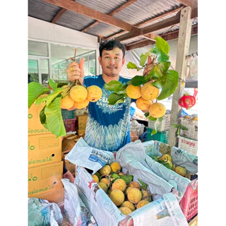 กระท้อนปุยฝ้าย (ตอนนี้สวนเชียงใหม่)อมเปรี้ยว50% อมหวาน50% เนื้อฟู เลือกขนาดไซด์ได้