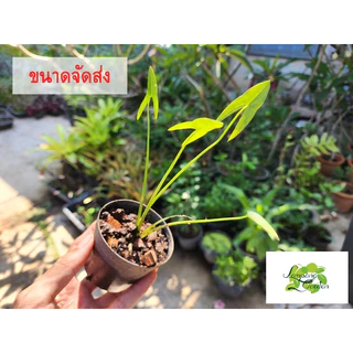 👑ต้น : มะลิน้ำ กระถาง3นิ้ว ไม้กระถาง ไม้ใบ ไม้น้ำ ไม้บ่อบัว👑