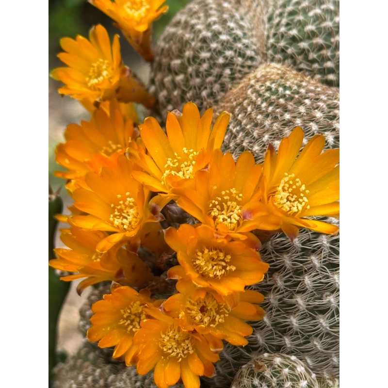 ซัลโครีบูเทีย อะรีนาเซีย ดอกส้มเข้ม ลายสวยมาก sulcorebutia arenacea