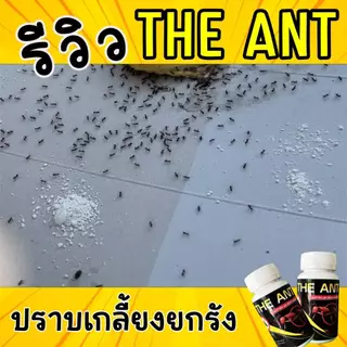 THE ANT ผงกำจัด มด ปลวก แมลงสาป ขนาด 50กรัม