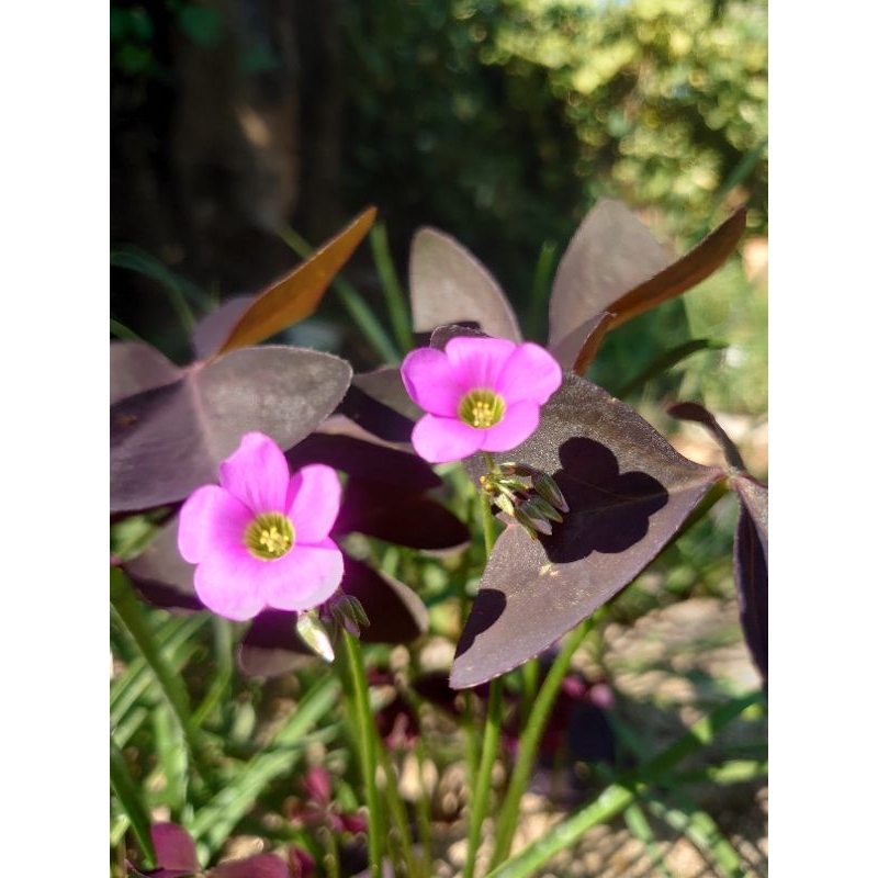 ออกซาลิส  ผีเสื้อราตรี  Oxalis latifolia maroon leaf
