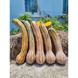 เมล็ดพันธุ์ฟักทองเงือกสองใจพันธุ์แท้100%(ชุดละ 20 เมล็ด)