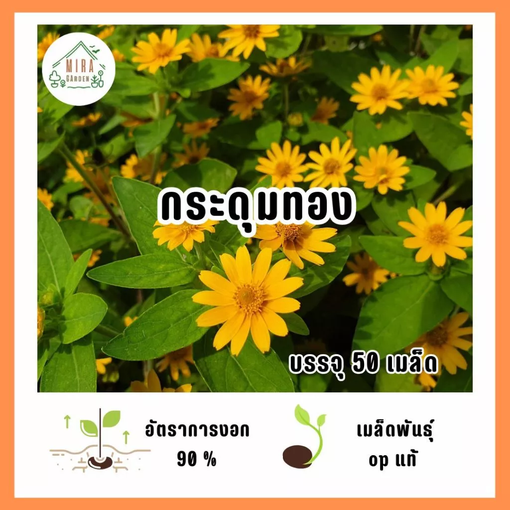 เมล็ดดอกกระดุมทอง 50 เมล็ด