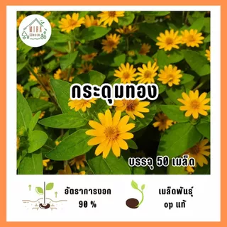 เมล็ดดอกกระดุมทอง 50 เมล็ด