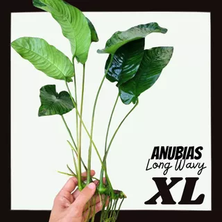 อนูเบียสบาเทอรี่ ใบหยัก เลือกขนาดได้ - Anubias Barteri Var. Wavy ต้นไม้น้ำ