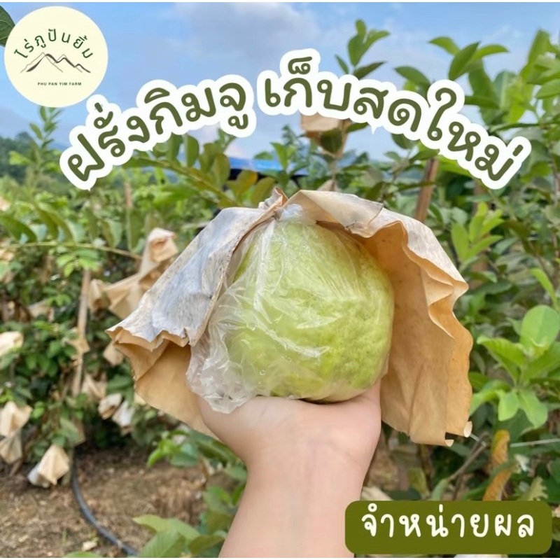 พร้อมส่ง (1 กล่อง 5 กิโลรวมกล่อง) ฝรั่งกิมจูสดๆจากสวน ไร่ภูปันยิ้ม
