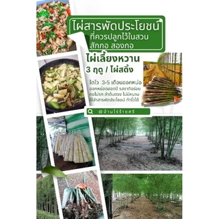 [เหง้าสด] ไผ่เลี้ยงหวาน 3 ฤดู / กินหน่อ [rhizome ] [จากกอแม่เพาะเมล็ด 5 ปี] ไผ่เลี้ยงหวานมีอายุ 30ปี-มากกว่า
