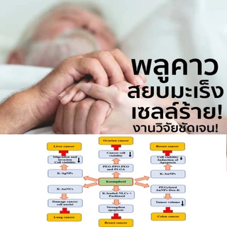 เกรซมอร์พลูคาวพลัส 1 กป สูตรเพิ่มพรีไบโอติก ผลิตภัณฑ์เสริมอาหาร สารสกัดเข้มข้นจากพลูคาว เห็ดหลินจือ ตรีผล และมะรุม