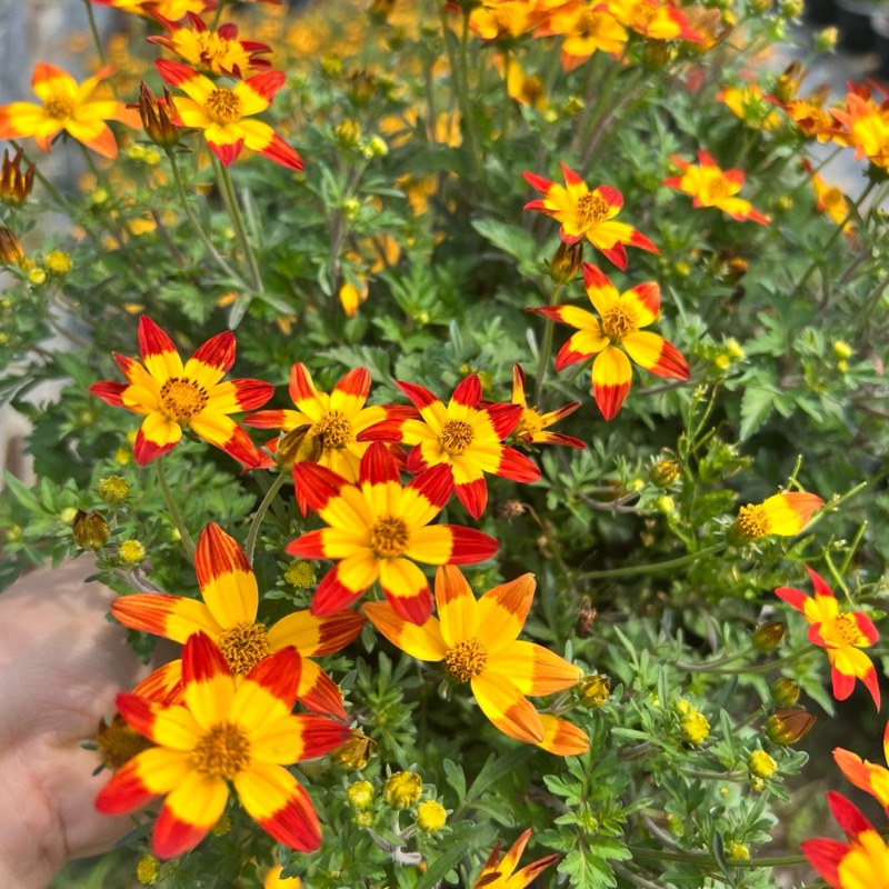 ไบเด้น สีเหลือง แดง ขนา￼ด 8 นิ้ว ไม้ดอกไม้ประดับแต่งสวน - รูปที่ 2