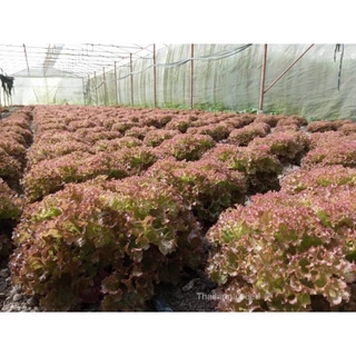 เมล็ดพันธุ์ผักสลัด เรดโครอล พันธุ์เรดบับเบิ้ล ( ขนาด 0.5 กรัม ) ( เมล็ดเคลือบ ) รหัสสินค้า SSC 1013