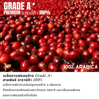 เมล็ดกาแฟดอยช้างของแท้100% พรีเมี่ยมเกรดA+ คั่วอ่อน/คั่วกลาง/คั่วเข้ม กาแฟอราบิก้า100 % บรรจุถุงซิปล็อคติดวาล์ว 250 กรัม