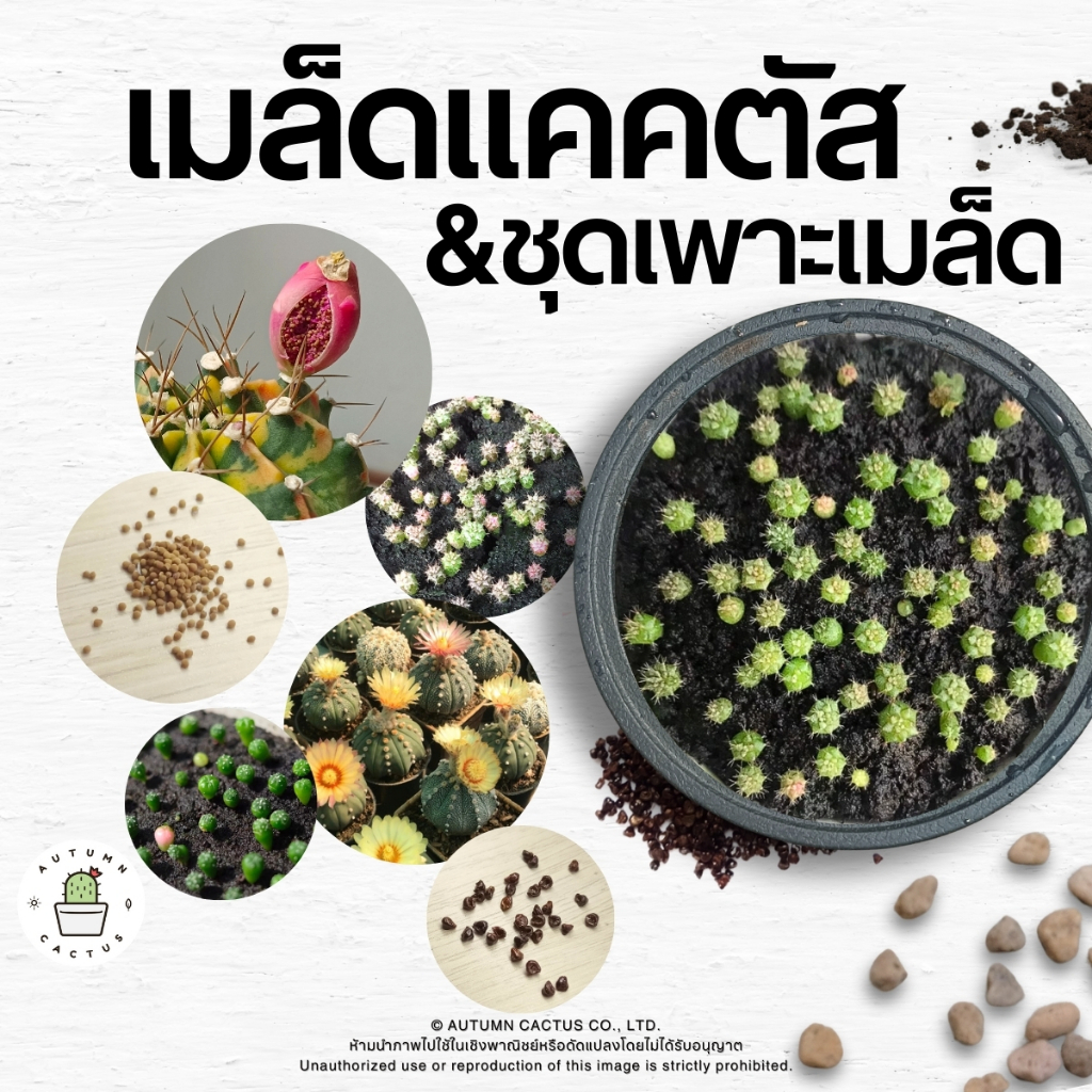 🌰🌵 เมล็ดแคคตัส กระบองเพชร ยิมโนฯ แอสโตรไฟตัม / ชุดเพาะเมล็ด 🌰🌵