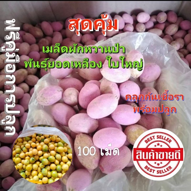 เมล็ดผักหวานป่า ยอดเหลืองทองใบกลม100เมล็ด ฟรีคุ่มือการเพาะ เมล็ดใหม่ตามฤดูกาล