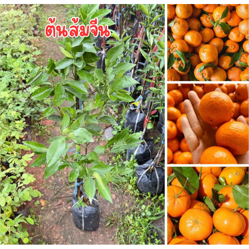 ต้นส้มจีน เสียบยอด ต้นสูง60-70เซน ต้นสวย พร้อมปลูก