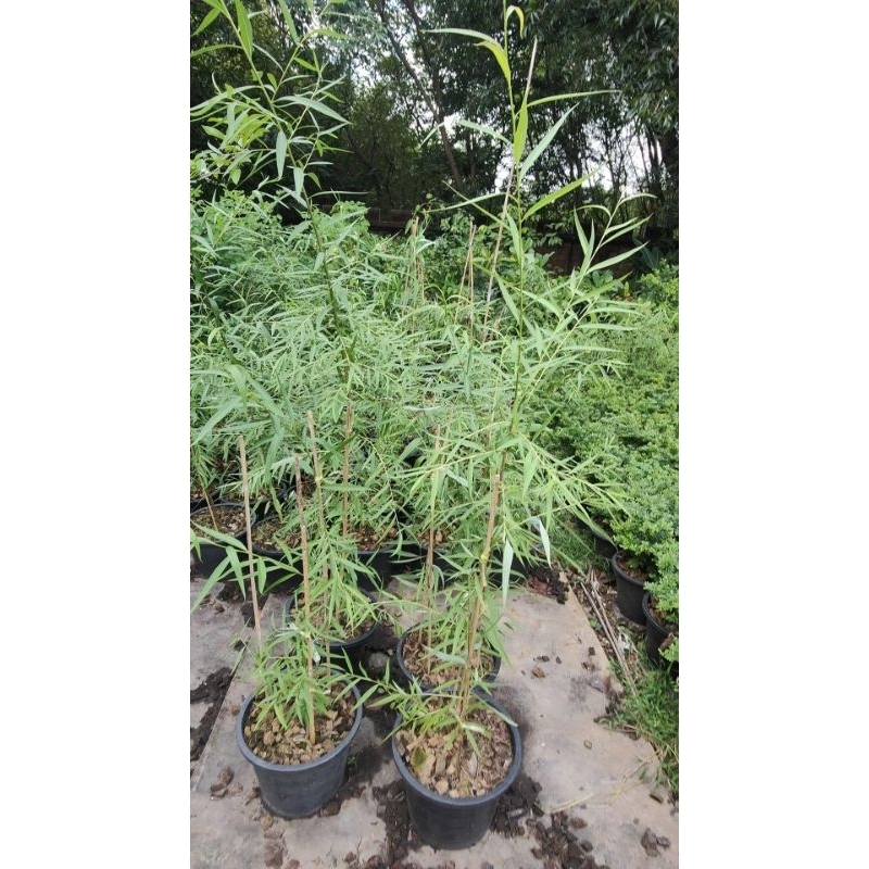 หลิวลู่ลม ต้นสูง  80-100 เซนติเมตร ต้นสวยและแข็งแรง (กทม)