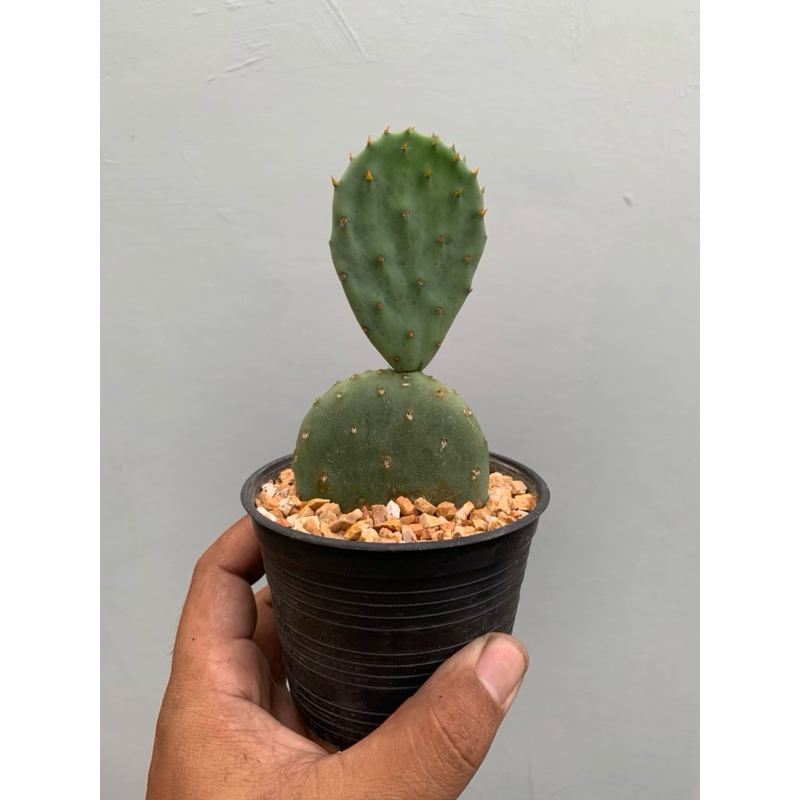 โอพันเทีย โรบัสต้าไจแอนท์ ทานผลได้ (Opuntia robusta giant)