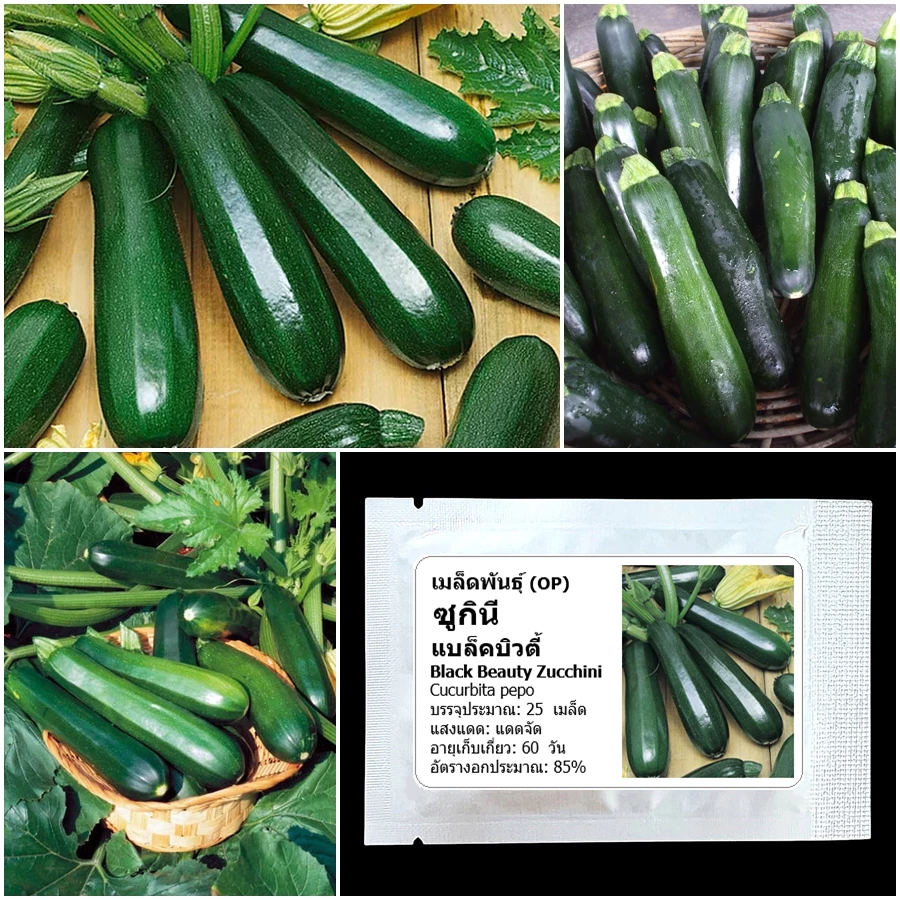 เมล็ดพันธุ์ ซูกินี แบล็คบิวตี้ Black Beauty Zucchini Squash Seed 25 เมล็ด คุณภาพดี ของแท้ 100%