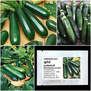 เมล็ดพันธุ์ ซูกินี แบล็คบิวตี้ Black Beauty Zucchini Squash Seed 25 เมล็ด คุณภาพดี ของแท้ 100%