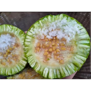 ต้นมะสัง กระสัง หมากสัง (สูง 30-40cm) ไม้ดัดบอนไซ ตกแต่งเค้ก ยอดอ่อนทานได้
