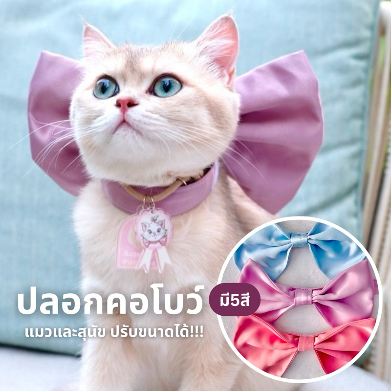 [unbox]ปลอกคอสัตว์เลี้ยง ชุดแมว/หมา รุ่น Toodle Galore โบว์แมวม่วง 🎀💜