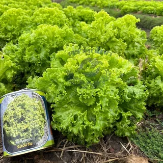ตราลูกโลก เมล็ดผักกาดหอม รองจาน Lettuce เมล็ดพันธุ์ผัก ผักสวนครัว ผักซอง