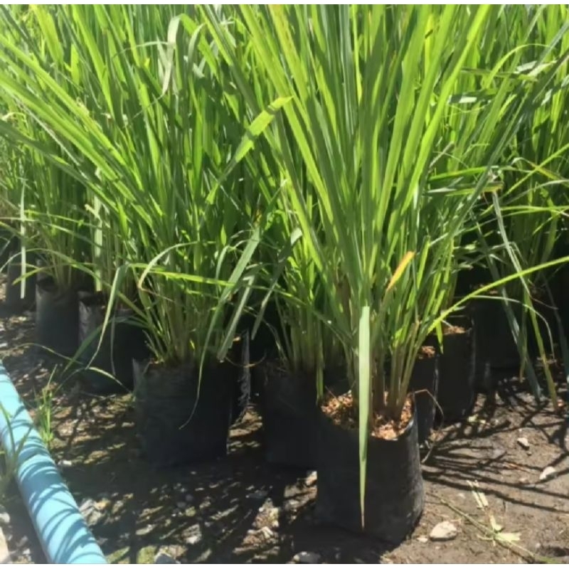 ต้นตะไคร้แกง1 ถุงดำใหญ่ประมาณ5-10ต้นถูกที่สุดในshopee🍆.🥦🪴🌽ผักสวนครัว สมุนไพร