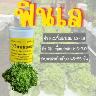 เมล็ดเคลือบ [1,000 เมล็ด] เมล็ดชนิดเคลือบผักสลัด ENZA ZADEN อัตราการงอกสูง